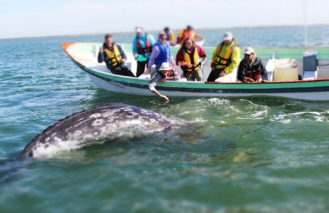 Avistamiento de cetáceos